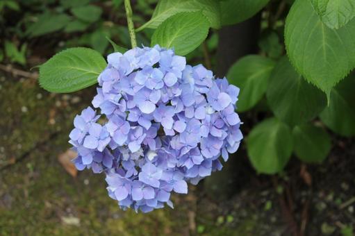 Hydrangea 29, JPG Hydrangea 29, JPG
