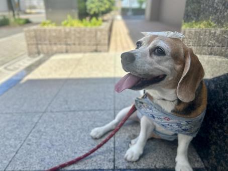 夏の暑さで保冷剤で冷却するビーグル犬 夏の暑さで保冷剤で冷却するビーグル犬の写真