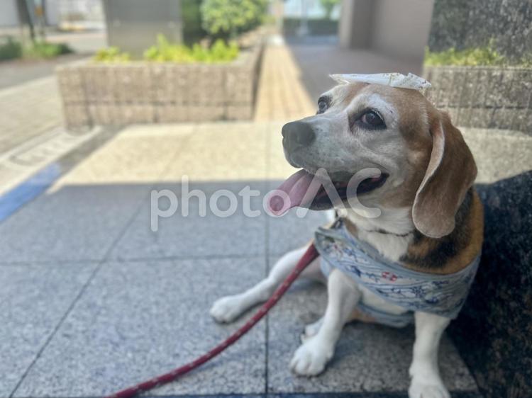 夏の暑さで保冷剤で冷却するビーグル犬 ビーグル,犬,暑いの写真素材