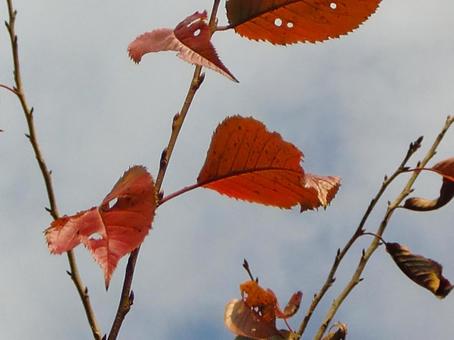 残り紅葉-2 残り紅葉-2の写真