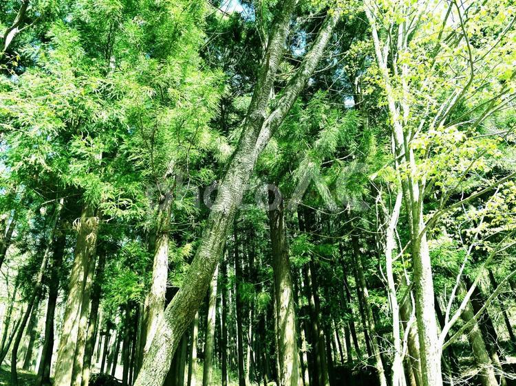 爽やかな森の風景　背景素材　イメージ　緑 森,森の緑,林の写真素材