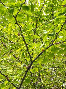 銀杏が実ってきたイチョウの木12 銀杏が実ってきたイチョウの木12 イチョウ,銀杏,実の写真素材