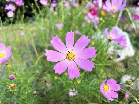 花壇に咲くコスモス 花壇に咲くコスモスの写真