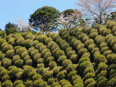 整然と並んだ植え込み 整然と並んだ植え込み 植え込み,緑,黄緑の写真素材