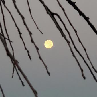 満月あそび(すだれ満月) 満月あそび(すだれ満月)の写真