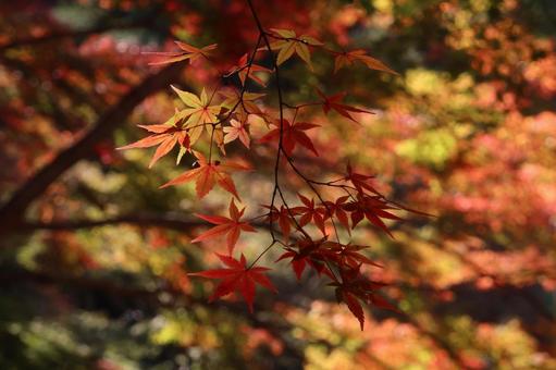 山科聖天の紅葉 11月,秋,紅葉の写真素材