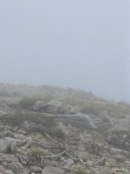 木曽駒ヶ岳 木曽駒ヶ岳 雷鳥,ライチョウ,霧の写真素材