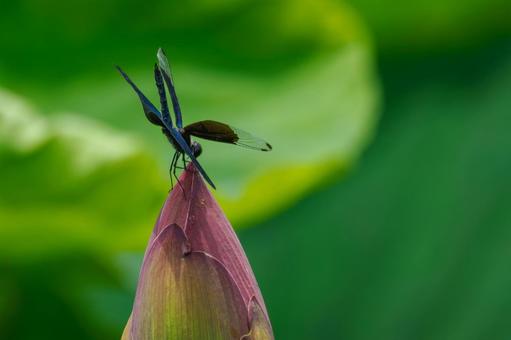 Butterfly dragonfly (33), JPG Butterfly dragonfly (33), JPG