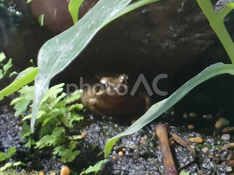 石のかげにカエル 生き物,生物,かわいいの写真素材
