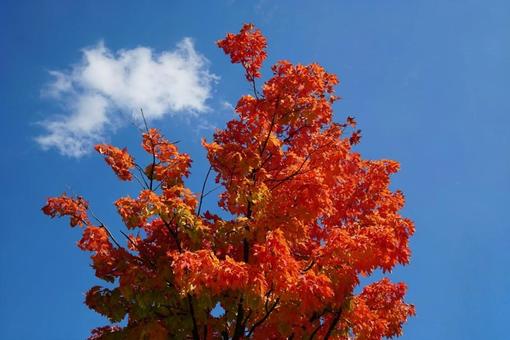 青空に映える紅葉 紅葉,青空と紅葉,赤いの写真素材