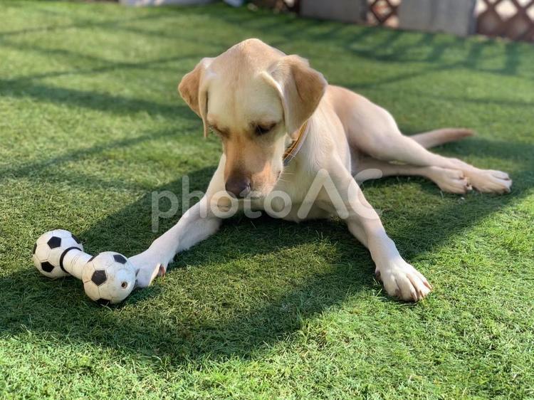てんとう虫と犬 ラブラドール,ペット,犬の写真素材