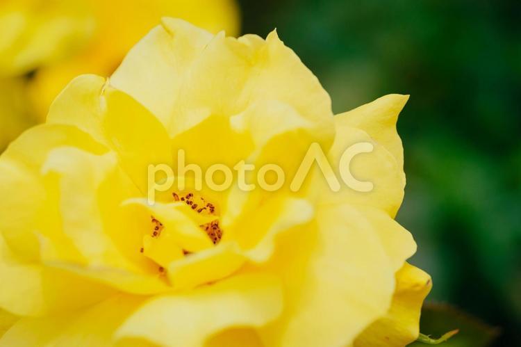 神代植物公園に咲く黄色のバラ 日本,花,バラの写真素材
