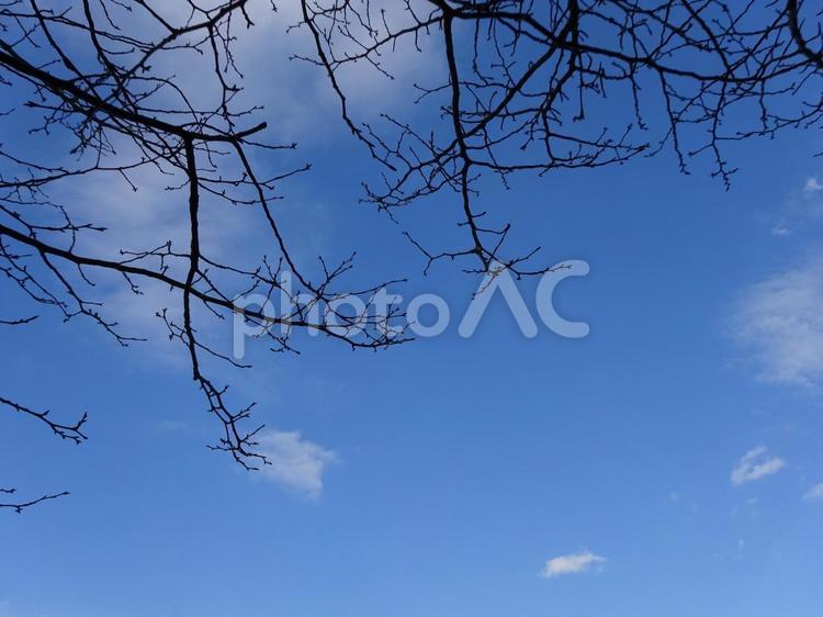 青空と冬の木 冬の木,青空,白い雲の写真素材