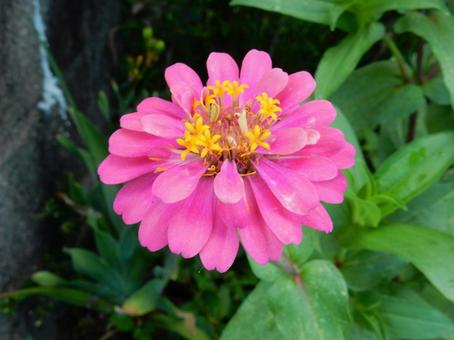 【花の写真】 ヒャクニチソウ(百日草) 【花の写真】 ヒャクニチソウ(百日草)の写真