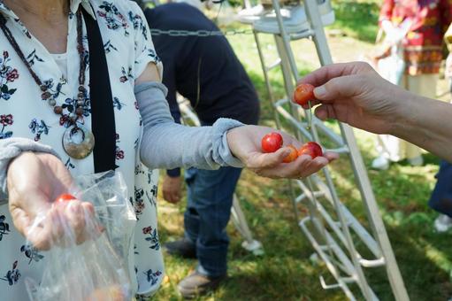 Cherry Picking, JPG