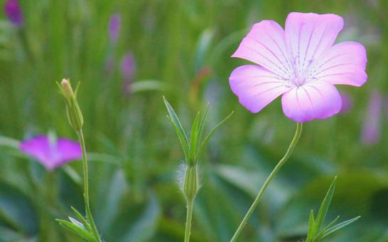 ピンクの花 ピンクの花の写真