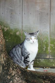 サバ白猫 猫,野良猫,サバ白の写真素材