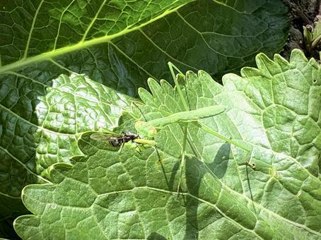 捕食中のカマキリ 04 捕食中のカマキリ 04 鎌切,カマキリ,昆虫の写真素材