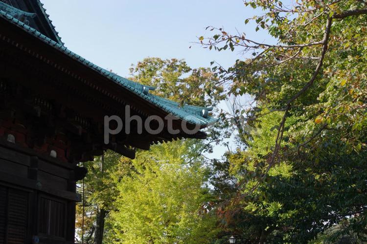 護国寺のお堂と裏庭 護国寺,裏庭,お堂の写真素材