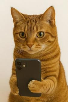 スマホに集中する茶トラ猫 スマホに集中する茶トラ猫の写真