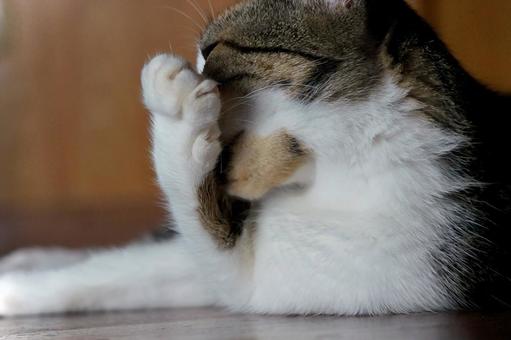 ねこ 毛繕い ねこ 毛繕いの写真