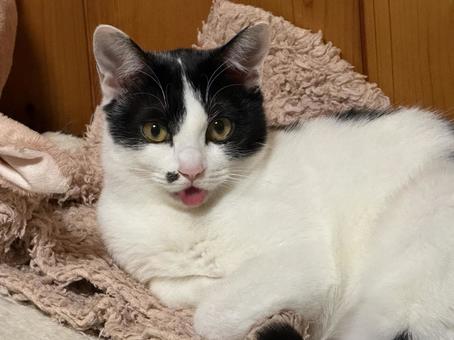 ベロ出しハチワレ猫 ハチワレ,ねこ,ベロ出しの写真素材