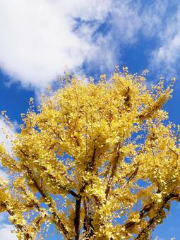 イチョウ イチョウ,銀杏,黄色の写真素材