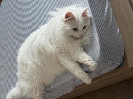 White British Longhair sitting, JPG