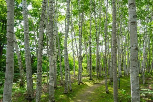 北海道の白樺並木 北海道の白樺並木 夏休み,林,白樺の写真素材