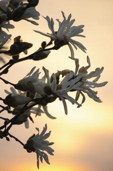 コブシの花 コブシの花の写真