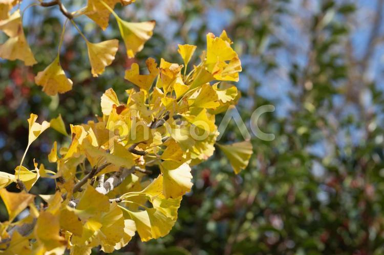 秋の紅葉風景　イチョウの黄葉した葉っぱ 黄葉,イチョウ,葉っぱの写真素材