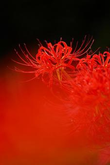 彼岸花　緋色の世界の写真