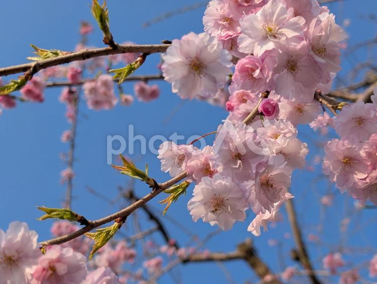 青空とピンクの桜 さくら,桜,サクラの写真素材