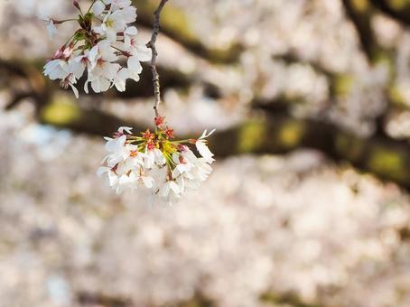 枝に咲く桜の花 枝に咲く桜の花 桜,春,花の写真素材
