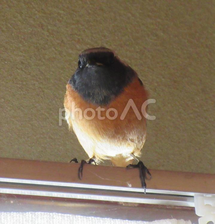 ジョウビタキが突如、部屋の中へ ジョウビタキ,野鳥,小鳥の写真素材