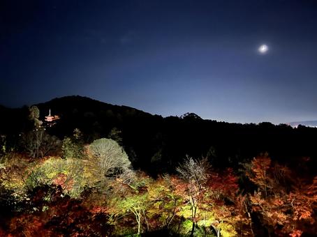 紅葉　京都　ライトアップ 京都,紅葉,紅葉ライトアップの写真素材