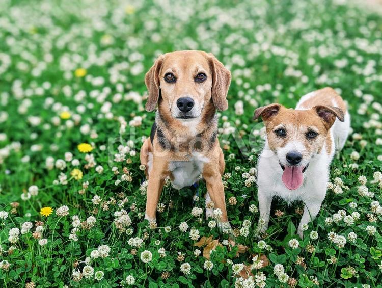 シロツメクサの花畑で休憩 ジャックラッセルテリア,ビーグル,犬の写真素材