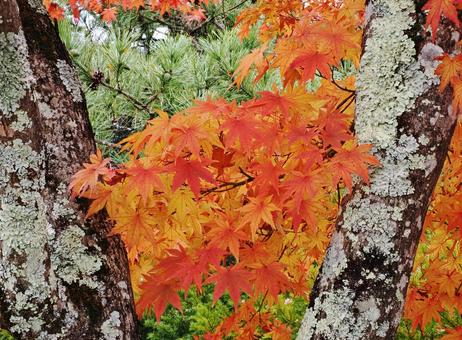モミジ　テクスチャ背景 モミジ,テクスチャ背景,松葉の写真素材
