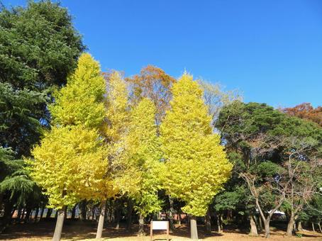 いちょうの黄葉 黄葉,いちょう,秋の写真素材