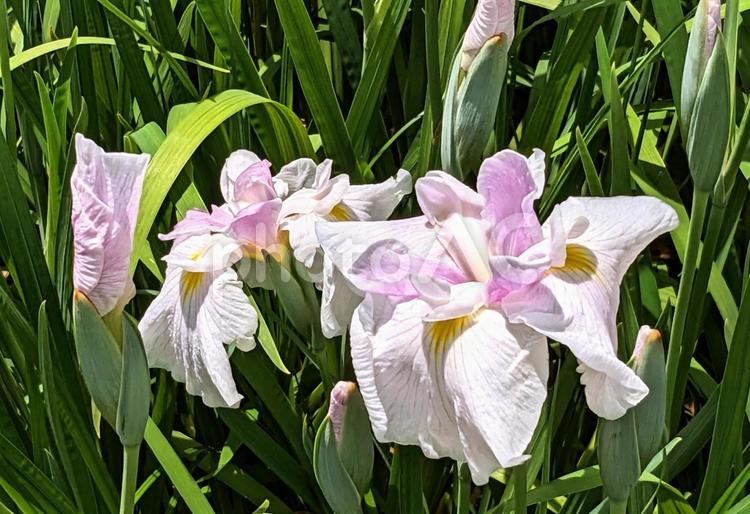馬見丘陵公園菖蒲園のピンクの菖蒲 菖蒲,菖蒲園,ピンクの写真素材