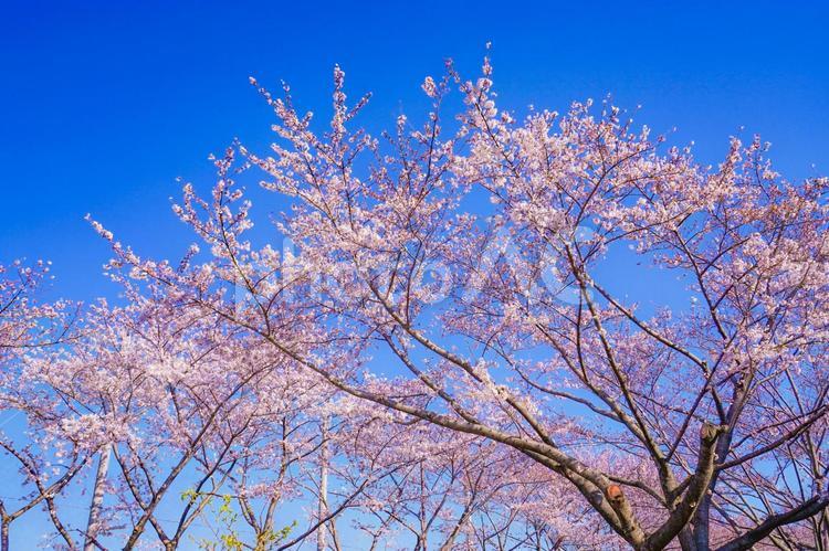 満開の桜と晴天の青空（調布飛行場） 桜,青空,晴天の写真素材