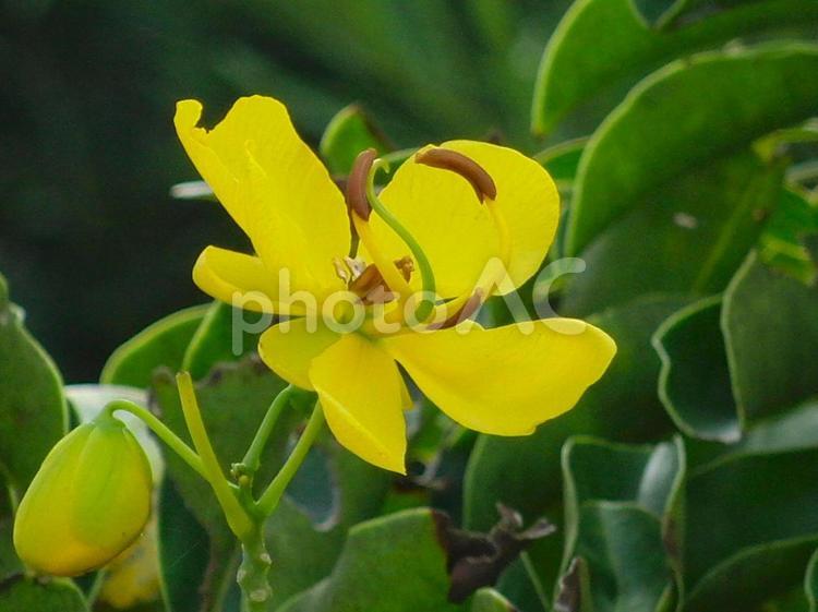 日本の花 黄色系の花,綺麗,きれいの写真素材