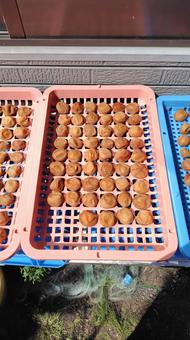 梅の土用干し 土用干し,梅仕事,梅干しの写真素材