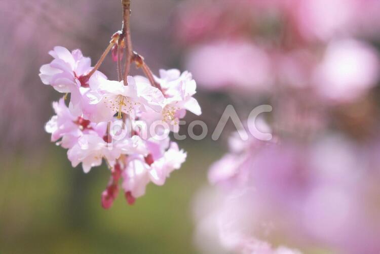 枝垂れ桜 1月,3月,4月の写真素材