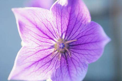 透明感のある桔梗の花　正面 桔梗,花,正面の写真素材