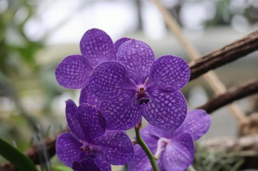 紫色のバンダの花のアップの写真