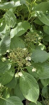 枯れた額紫陽花 額紫陽花,花,植物の写真素材