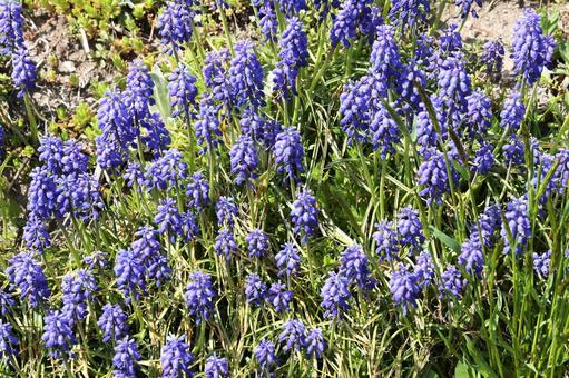 ムスカリの花の写真