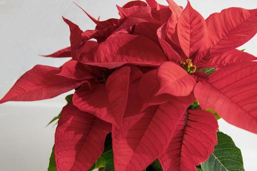 Photo, poinsettia, rot, weihnachten, 