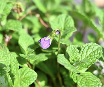 スミレが咲いたの写真